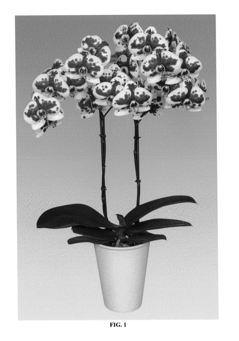 Figure 1 of US plant patent PP26830, the photograph of PHALDUZAH printed in the patent.