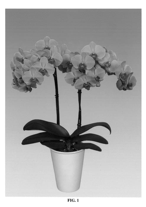 Figure 1 of US plant patent PP26831, the photograph of PHALIFQUDI printed in the patent.