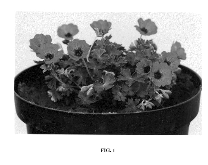 Figure 1 of US plant patent PP26832, the photograph of Noortsalmon printed in the patent.