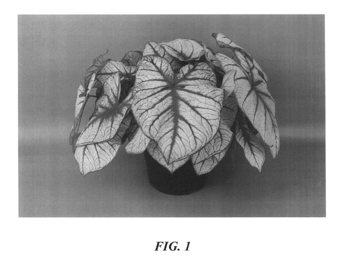 Figure 1 of US plant patent PP26833, the photograph of Fiesta printed in the patent.