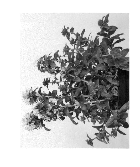 Figure 1 of US plant patent PP26834, the photograph of Chico Rosa printed in the patent.