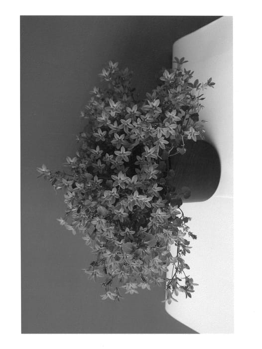 Figure 1 of US plant patent PP26835, the photograph of Bkpcmpir printed in the patent.