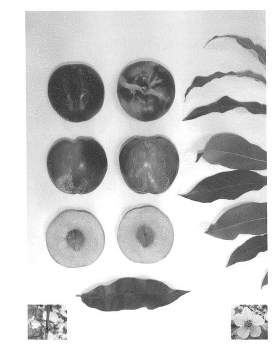 Figure 1 of US plant patent PP26837, the photograph of Kay Diamond VIII printed in the patent.