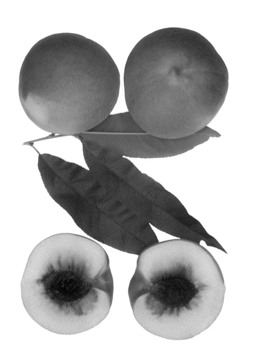 Figure 1 of US plant patent PP26838, the photograph of Snow Sprite printed in the patent.