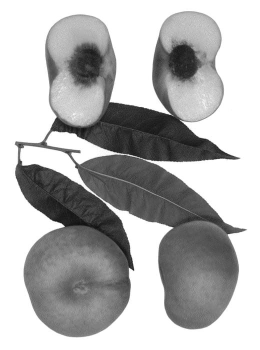 Figure 1 of US plant patent PP26839, the photograph of Sauzee Jewel printed in the patent.