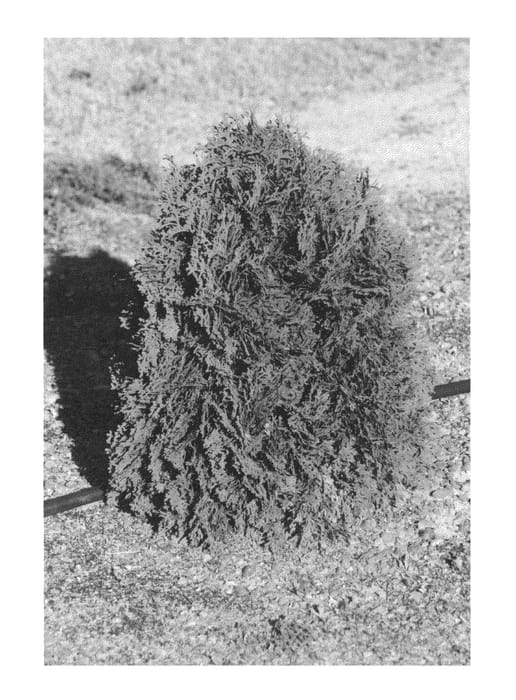 Figure 1 of US plant patent PP26840, the photograph of RutThu#1 printed in the patent.