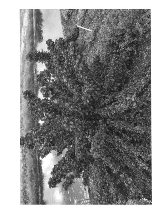 Figure 1 of US plant patent PP26841, the photograph of Slingco 2 printed in the patent.