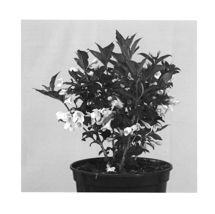 Figure 1 of US plant patent PP26842, the photograph of Velda printed in the patent.