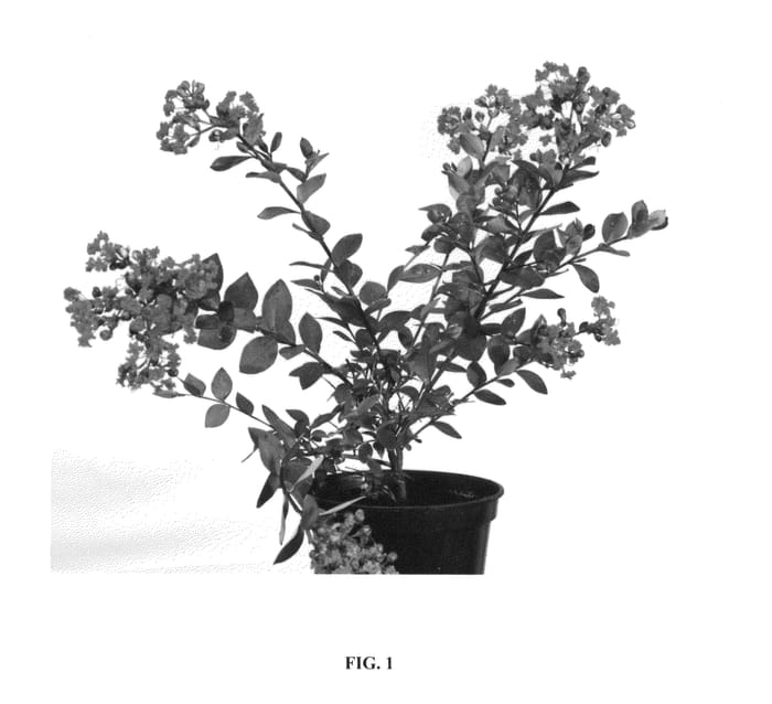 Figure 1 of US plant patent PP26843, the photograph of Milarosso printed in the patent.