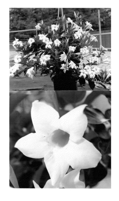 Figure 1 of US plant patent PP26844, the photograph of SUNPARAMAKUHO printed in the patent.