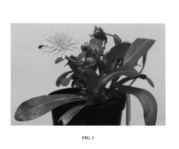Figure 1 of US plant patent PP26845, the photograph of 20123-29D printed in the patent.