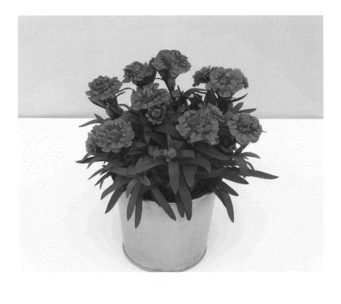 Figure 1 of US plant patent PP26846, the photograph of KLEDP14206 printed in the patent.