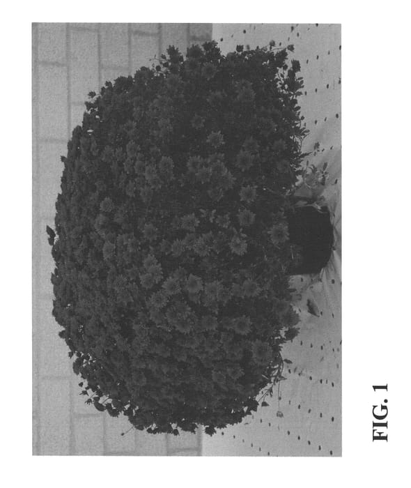 Figure 1 of US plant patent PP26847, the photograph of Zanmumajes printed in the patent.