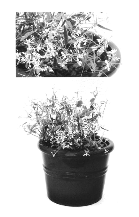 Figure 1 of US plant patent PP26848, the photograph of Ineupdidaz printed in the patent.