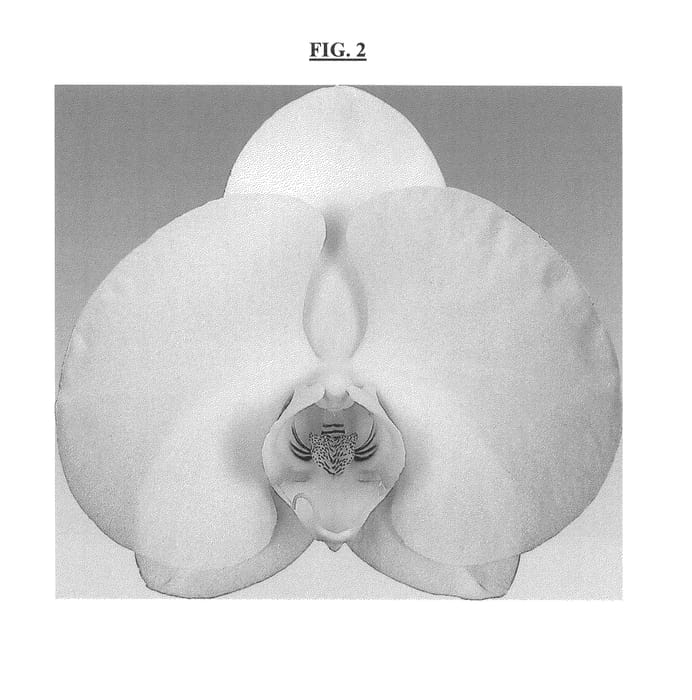 Figure 2 of US plant patent PP26849, the photograph of Lively printed in the patent.