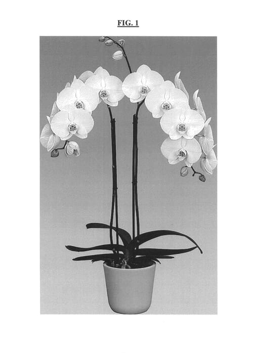 Figure 1 of US plant patent PP26850, the photograph of Late Frost printed in the patent.