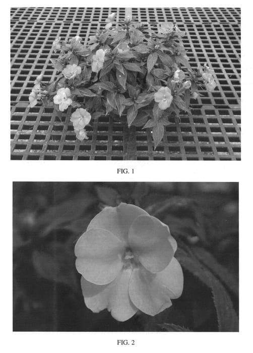 Figure 1 of US plant patent PP26851, the photograph of SAKIMP035 printed in the patent.