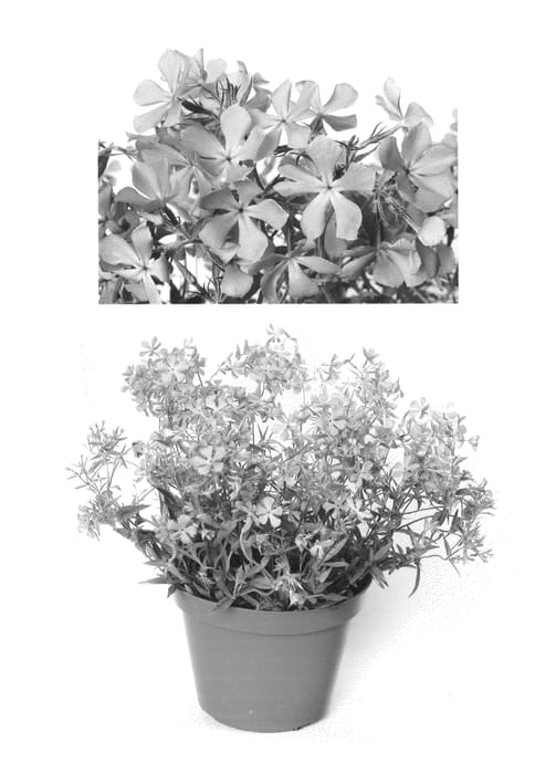 Figure 1 of US plant patent PP26852, the photograph of PHL090401 printed in the patent.