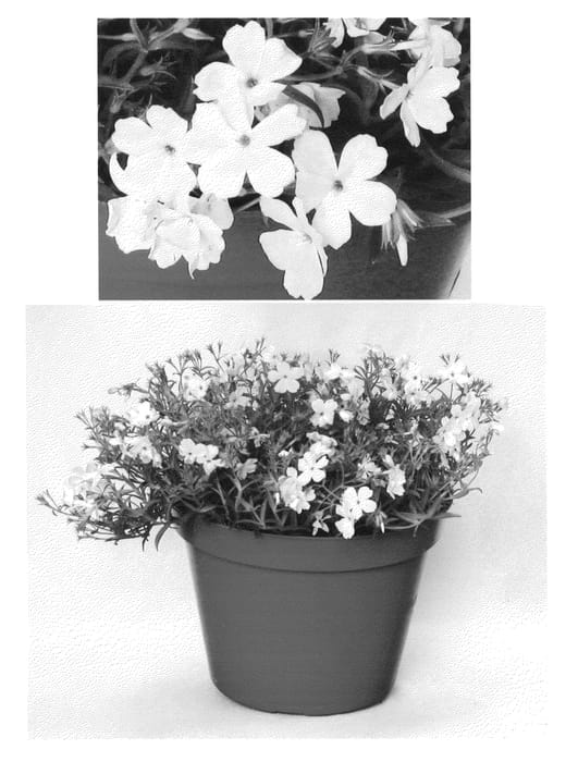 Figure 1 of US plant patent PP26853, the photograph of PHL091601 printed in the patent.