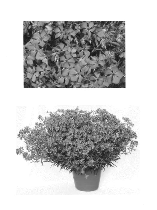 Figure 1 of US plant patent PP26854, the photograph of PHL090201 printed in the patent.