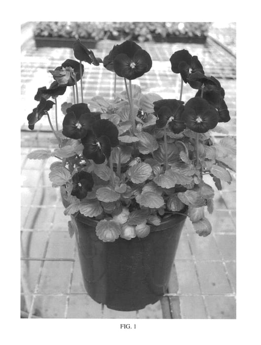 Figure 1 of US plant patent PP26855, the photograph of SMEV5 printed in the patent.