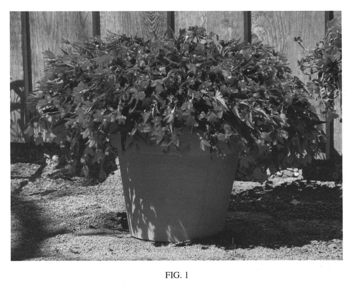 Figure 1 of US plant patent PP26856, the photograph of KLEBG14477 printed in the patent.
