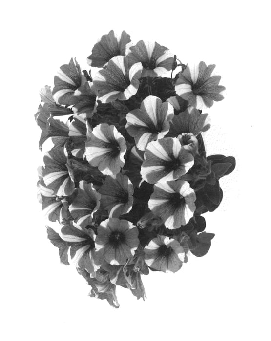 Figure 1 of US plant patent PP26857, the photograph of Duepepcer printed in the patent.