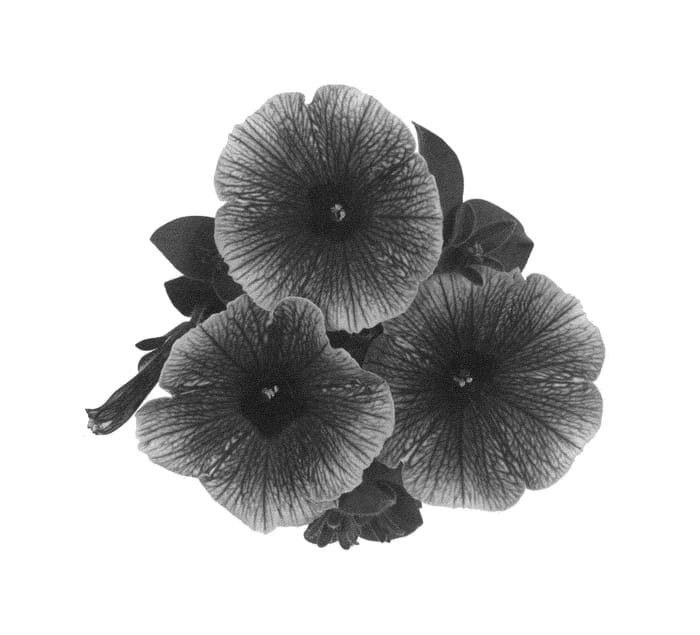 Figure 1 of US plant patent PP26859, the photograph of Duesurgrap printed in the patent.