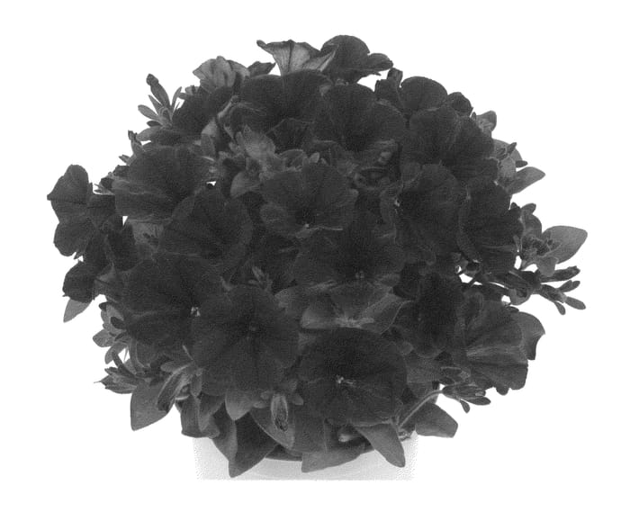 Figure 1 of US plant patent PP26860, the photograph of Duepotpilibu printed in the patent.