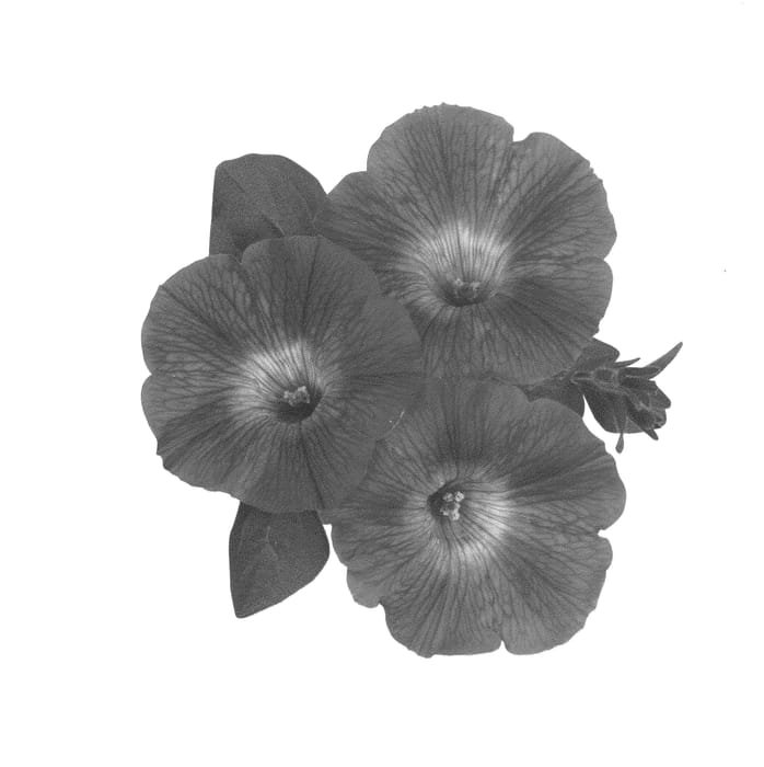 Figure 1 of US plant patent PP26861, the photograph of Dueswehopl printed in the patent.