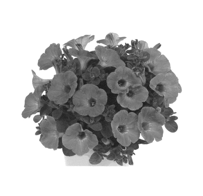 Figure 1 of US plant patent PP26862, the photograph of Duepluhopi printed in the patent.