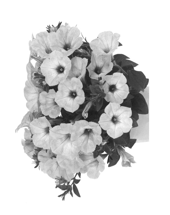 Figure 1 of US plant patent PP26863, the photograph of Dueplusopimo printed in the patent.