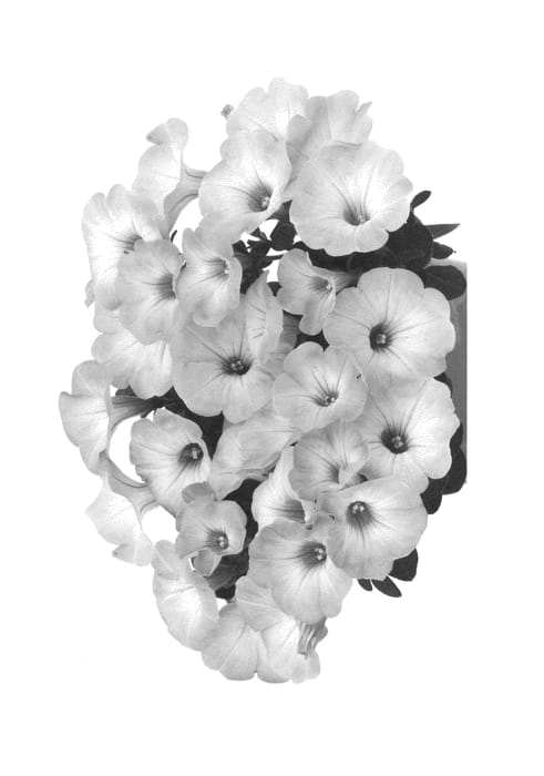 Figure 1 of US plant patent PP26864, the photograph of Duepotimpipin printed in the patent.