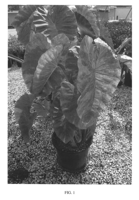 Figure 1 of US plant patent PP26865, the photograph of Morning Dew printed in the patent.