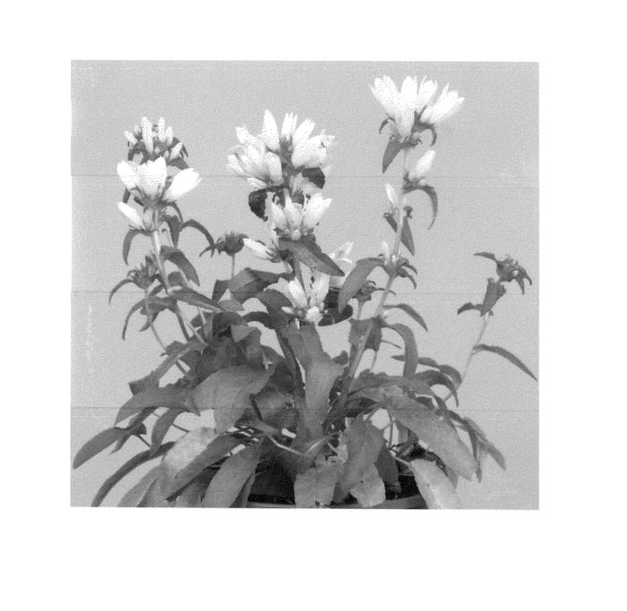 Figure 1 of US plant patent PP26866, the photograph of Chico Blanco printed in the patent.