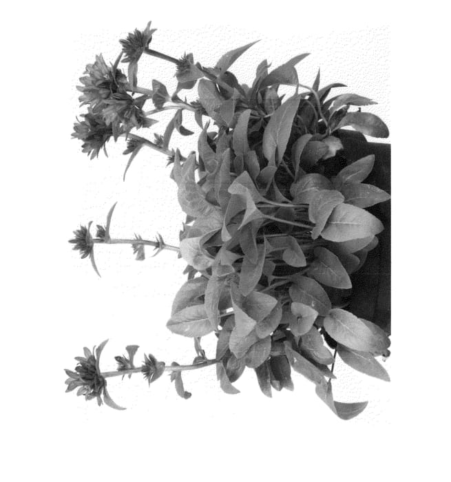 Figure 1 of US plant patent PP26867, the photograph of Chico Merano printed in the patent.