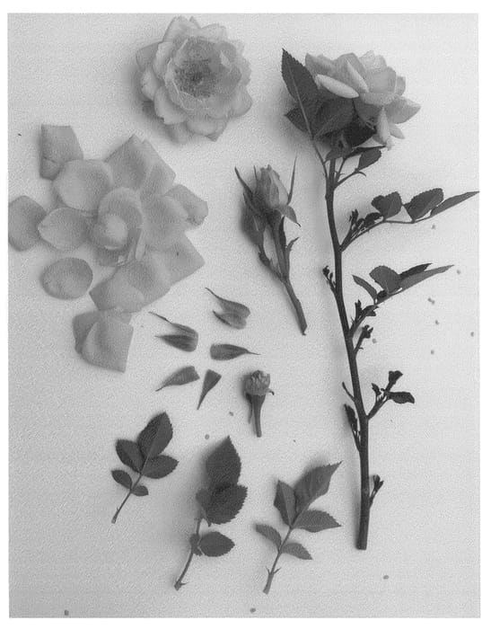 Figure 1 of US plant patent PP26868, the photograph of Poulpah073 printed in the patent.