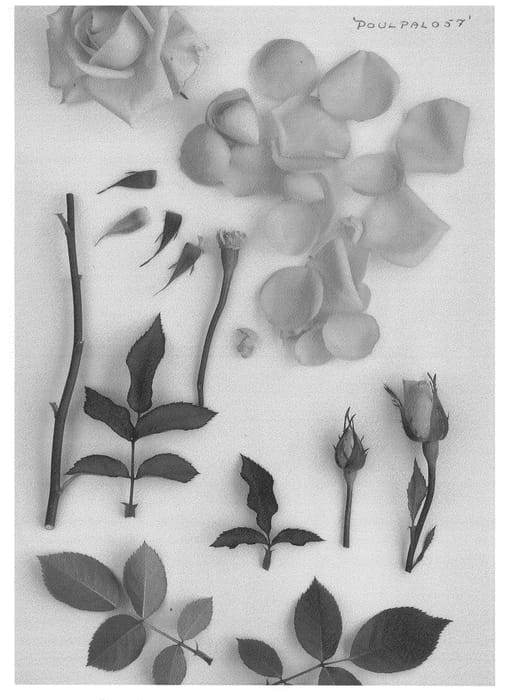 Figure 1 of US plant patent PP26869, the photograph of Poulpal057 printed in the patent.