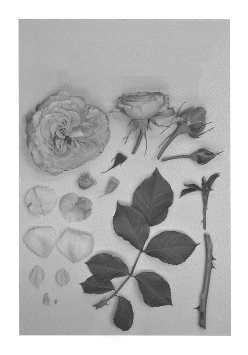 Figure 1 of US plant patent PP26870, the photograph of KORbamflu printed in the patent.