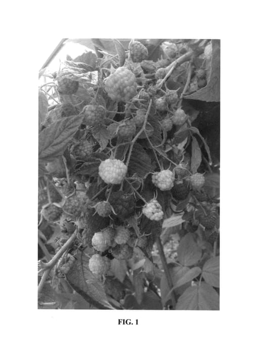 Figure 1 of US plant patent PP26872, the photograph of Koplinberry printed in the patent.