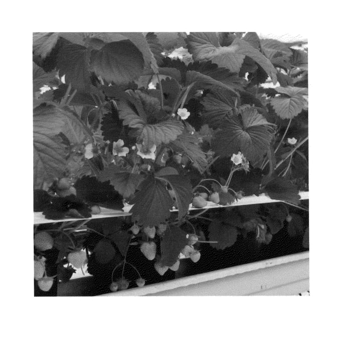 Figure 1 of US plant patent PP26873, the photograph of Vivaldi printed in the patent.