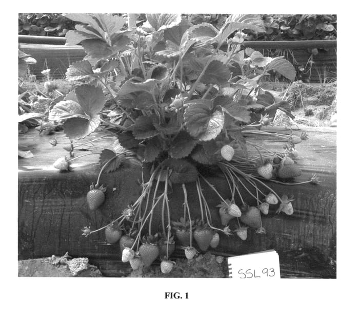 Figure 1 of US plant patent PP26874, the photograph of SSL 93 printed in the patent.