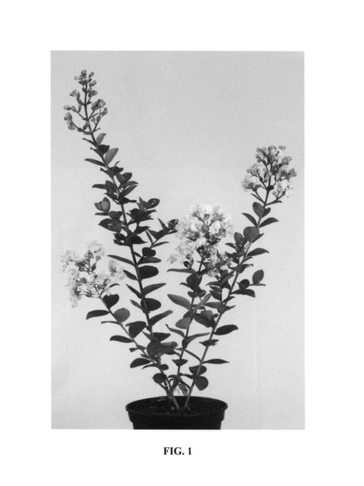 Figure 1 of US plant patent PP26875, the photograph of Milaperl printed in the patent.