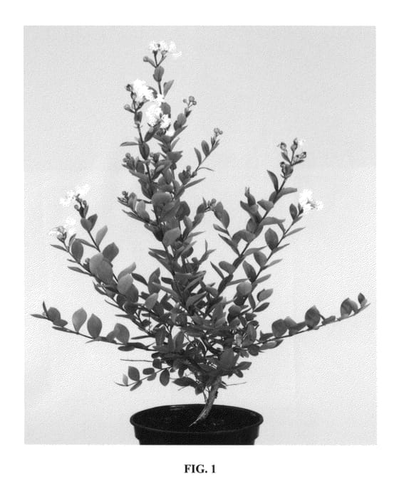 Figure 1 of US plant patent PP26876, the photograph of Milabla printed in the patent.