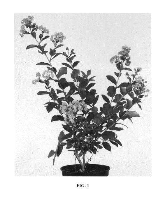 Figure 1 of US plant patent PP26877, the photograph of Milavio printed in the patent.