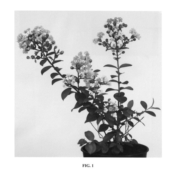 Figure 1 of US plant patent PP26878, the photograph of Milarosa printed in the patent.