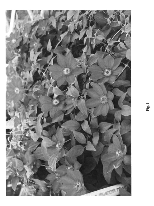 Figure 1 of US plant patent PP26879, the photograph of FUCHSIA FLASH printed in the patent.