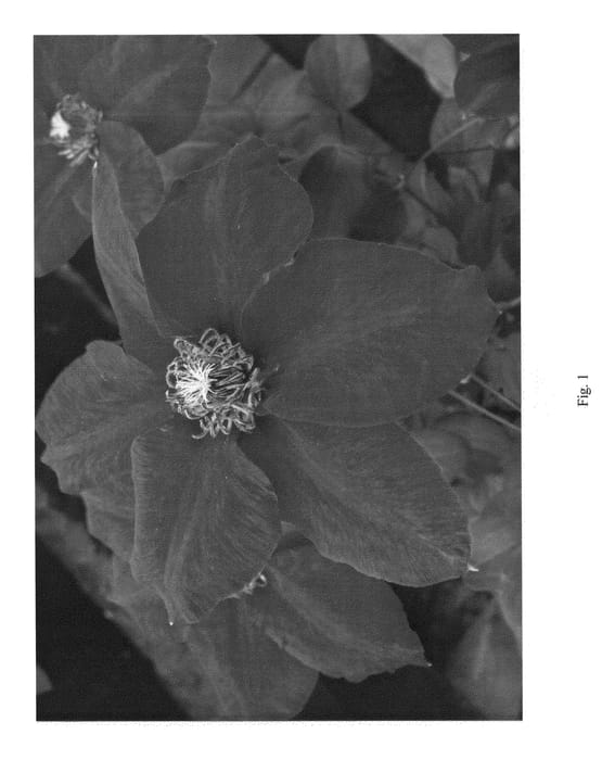 Figure 1 of US plant patent PP26880, the photograph of BFCCSAR printed in the patent.