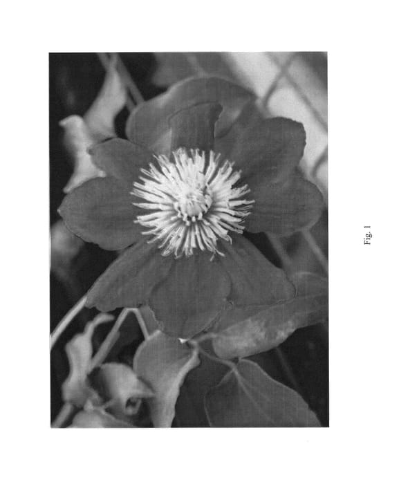 Figure 1 of US plant patent PP26881, the photograph of YAKU26 printed in the patent.