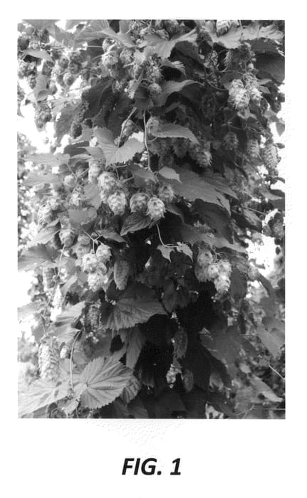Figure 1 of US plant patent PP26882, the photograph of LD1817 printed in the patent.
